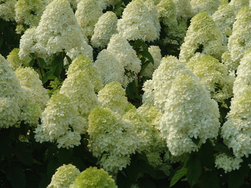Njega hortenzije paniculata Kako se brinuti za hortenziju