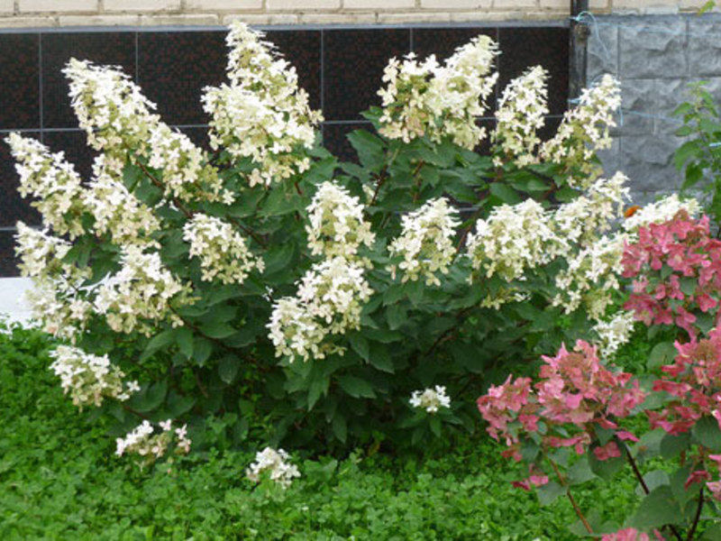 Kako saditi hortenziju Hortenzija paniculata u vrtu