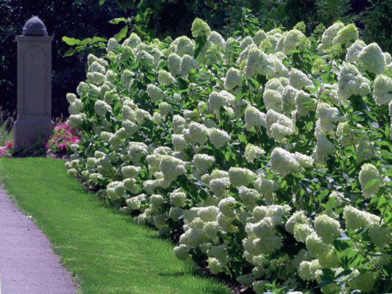 Hortenzija paniculata Hortenzija metlice