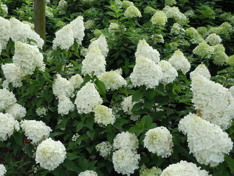 Hydrangea paniculata - nemoguća ljepota Sorte hortenzije