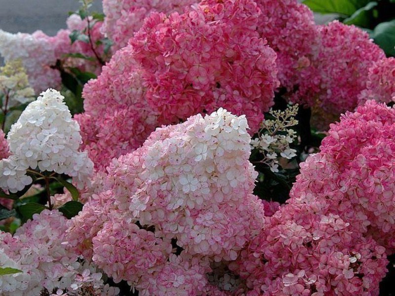 Hydrangea paniculata - nemoguća ljepota Prekrasni grmovi hortenzije