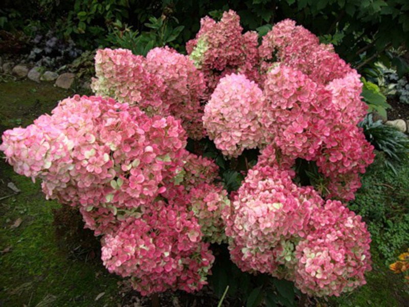 Sorte hortenzije nalik drveću Cvjetna hortenzija paniculata
