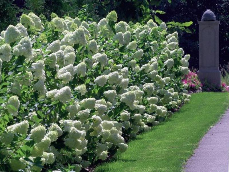 Kako se koristi hortenzija Korištenje hortenzije paniculata