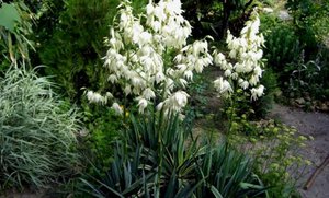 Yucca nitasta biljka