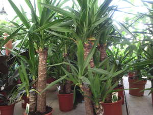 Njega Yucca