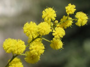 Fotografija grane mimoze