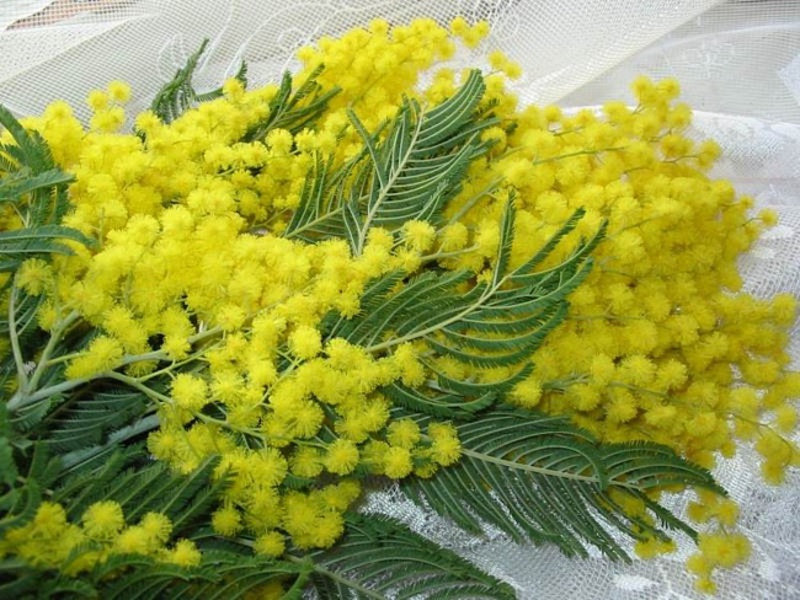 Uzgoj mimoze Kako uzgajati mimozu