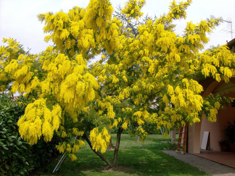 Debela mimoza Gusta fotografija mimoze