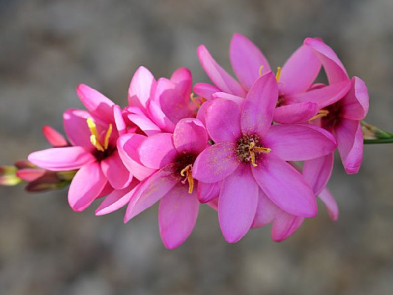 Ixia hibrid ružičasta - značajke njege Ixia hibridna ružičasta može se kombinirati s drugim cvjetovima, na primjer, s gladiolama.