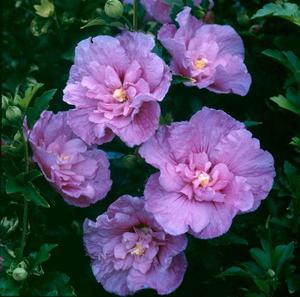 Hibiskus lavande od šifona prikazan je na fotografiji.