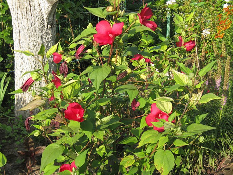 Hibiskus vrt crveni - svijetli cvjetovi. Vrtni crveni hibiskus grm je sa svijetlim cvjetovima.