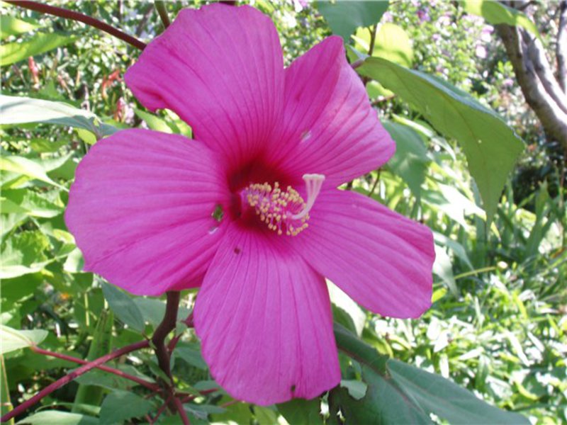 Zeljasti ružičasti cvijet hibiskusa Ružičasti cvijet hibiskusa prikazan je na fotografiji.