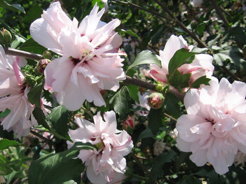 Sirijski hibiskus Lady Stanley - vrlo lijepa sorta Hibiskus sirijska dama Stanley jedna je od najraskošnijih sorti.