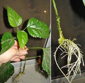 Moguća je reprodukcija hibiskusa reznicama ili sjemenkama.