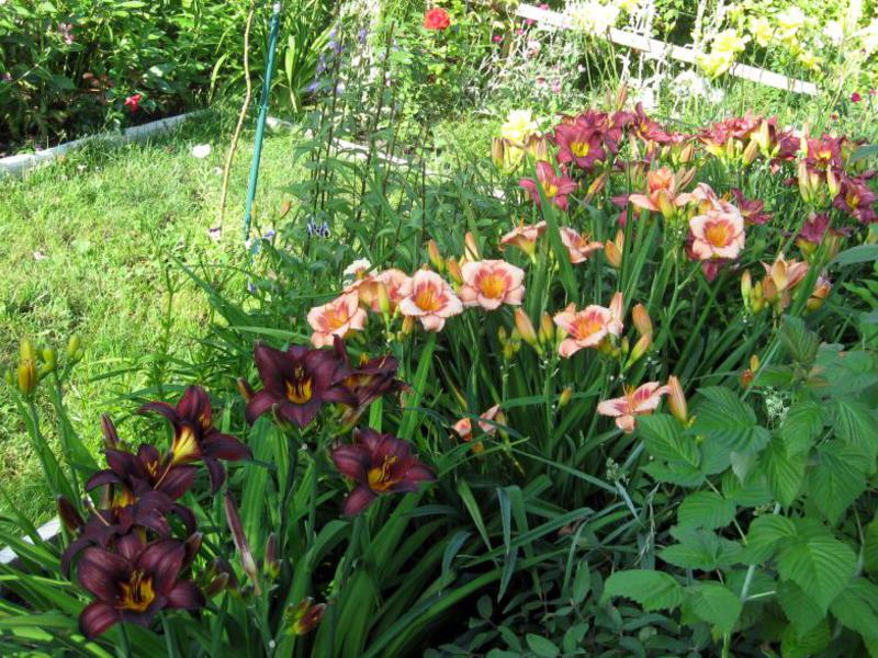 Opis metoda uzgoja dnevnog ljiljana Daylilies u dizajnu vrta