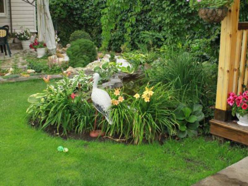 Kako koristiti daylilies u vrtu Daylilies i ostalo cvijeće