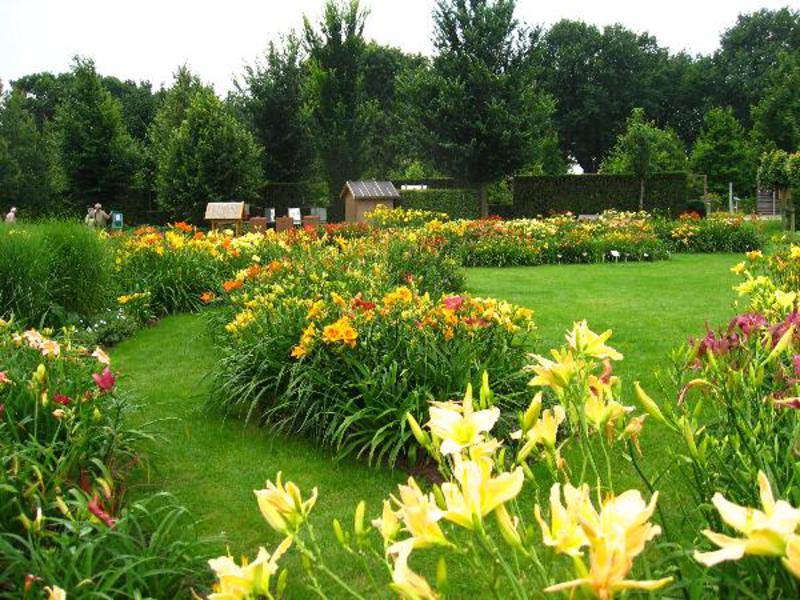 Izgled cvijeta dnevnog ljiljana Daylilies u dizajnu vrta