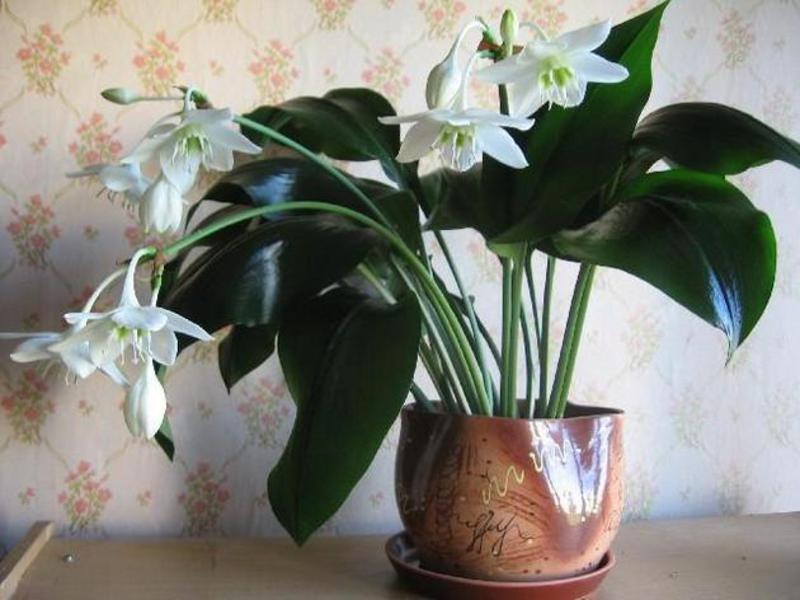 Eucharis ili amazonski ljiljan, kako ga u narodu nazivaju i - lijepa cvjetnica sobna biljka Amazonski ljiljan je vrsta sobne biljke.