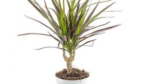 Dracaena obrubljena prikazana je na fotografiji