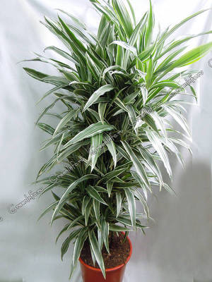 Dracaena deremskaya - zanimljiva sorta domaće biljke