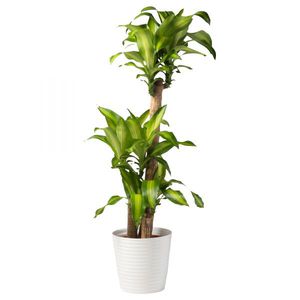 Mirisna dracena vrsta je lončanice.
