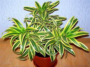Dracaena savijena prikazana je na fotografiji