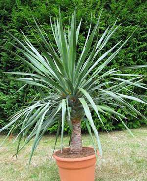 Dracaena Draco je fotografija prekrasnog cvijeta.