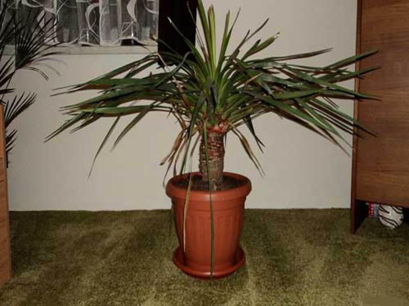Dracaena zmaj kod kuće Dracaena zmaj u loncu prikazan je na fotografiji