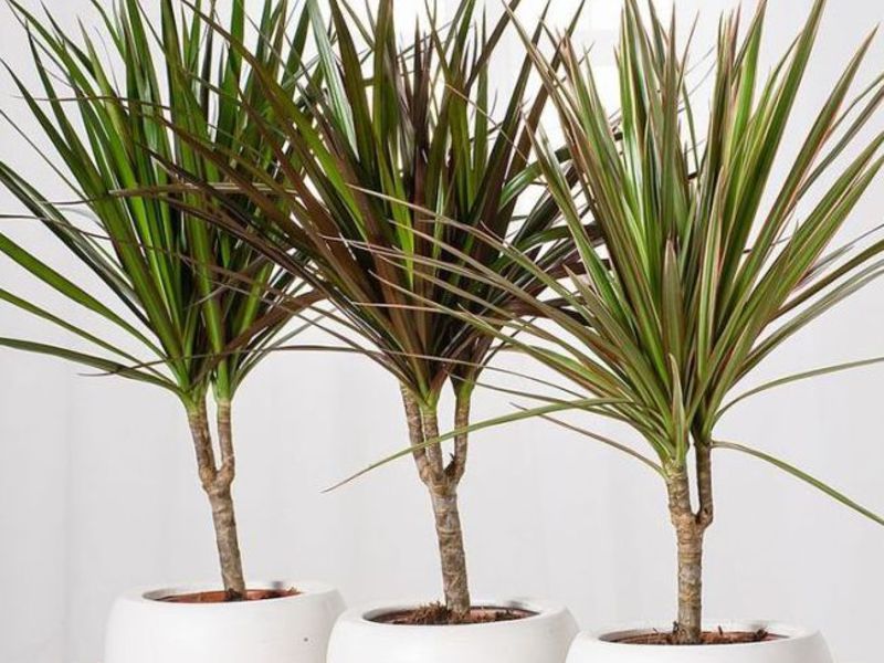 Dracaenu je najlakši način razmnožavanja reznicama Reprodukcija dracene moguća je reznicama i sjemenkama.