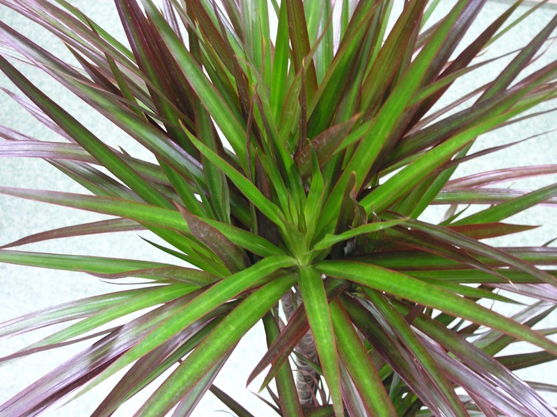 Dracaena Marginata vrlo je bujna biljka Dracaena Marginata često raste u uredima.