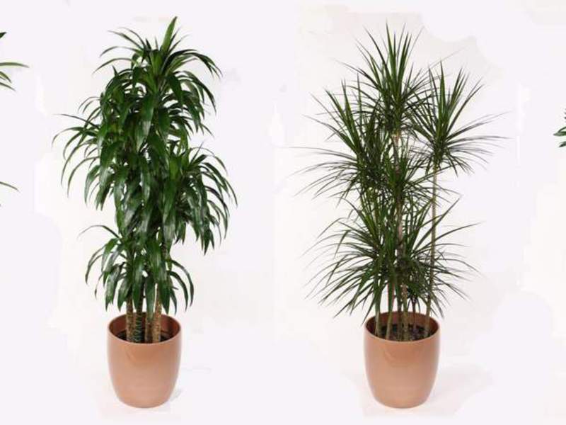 Dracaena - kućna njega Dracaena kod kuće ne zahtijeva posebnu njegu.