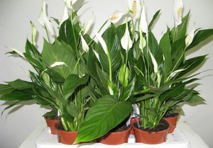 Spathiphyllum - njega i reprodukcija kod kuće
