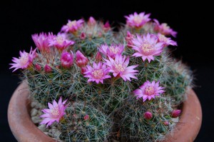 Mammillaria Zeilmana u loncu cvjeta prilično često.
