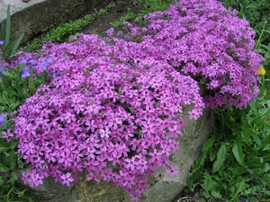 Subulate phlox cvjetaju vrlo svijetlim cvjetovima.