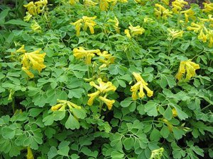 Corydalis žuta cvjeta malim cvjetovima.