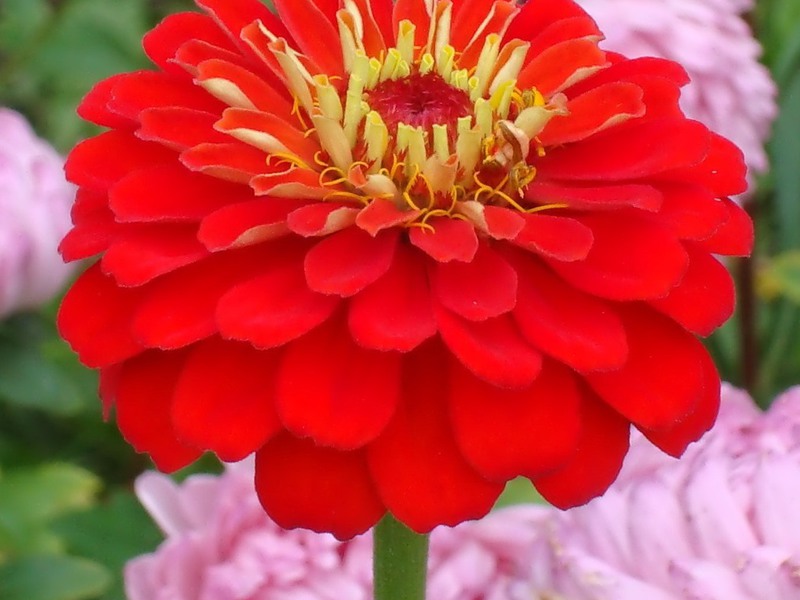 Zinnia crvena Zinnia crvena