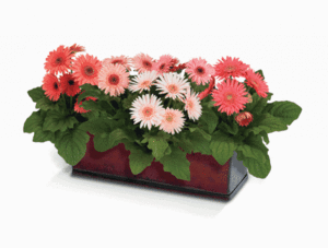 Od čega se gerbera može razboljeti?