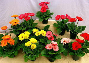 Gerbera i njezine sorte