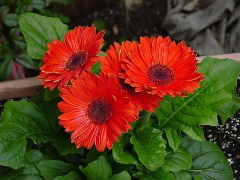 Gerbera zatvorena Kako posaditi gerberu u kući