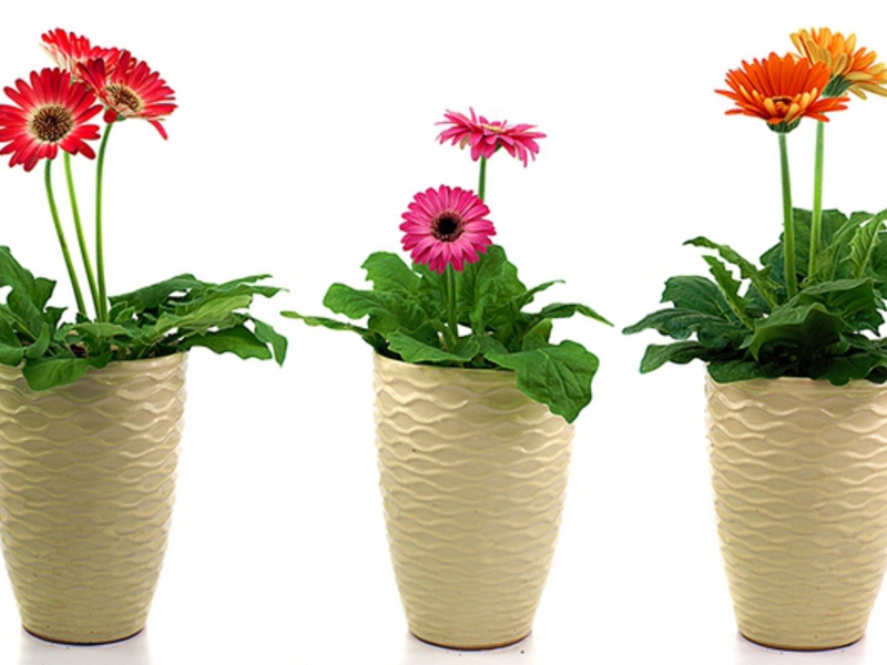 Značajke cvijeta i njegovi vanjski znakovi Njega gerbera