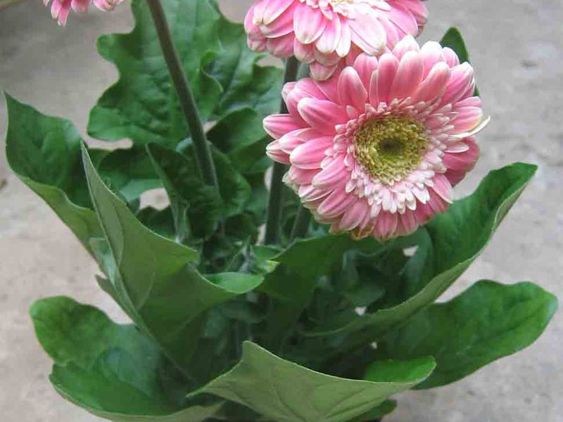 Sobne gerbere u loncu Gerbera zatvorena