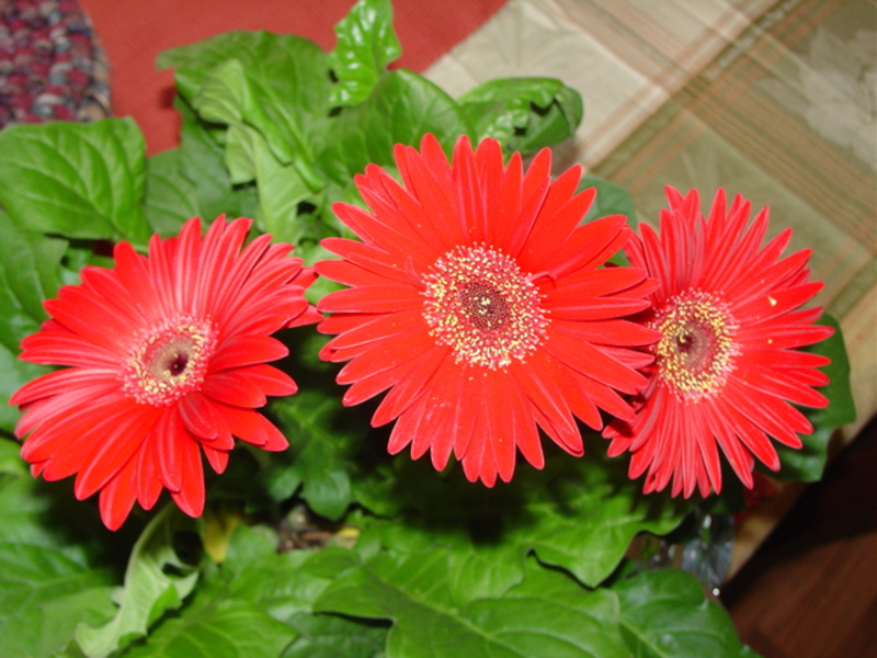 Kako gerbera cvjeta Cvatuća gerbera