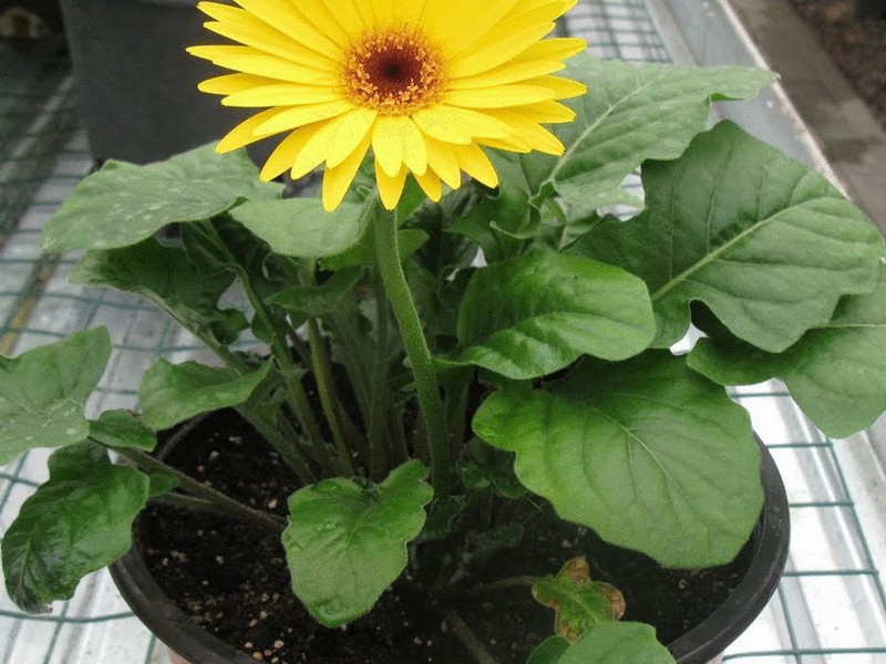 Značajke cvijeta i njegovi vanjski znakovi Gerbera zatvorena