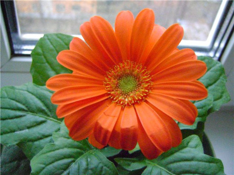 Gerbera narančasta Gerbera boja
