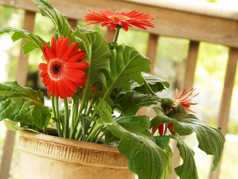 Gerbera zatvorena Kućna gerbera
