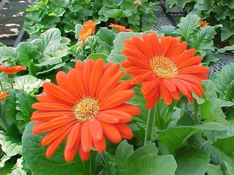 Uzgoj gerbera Kako uzgajati gerberu