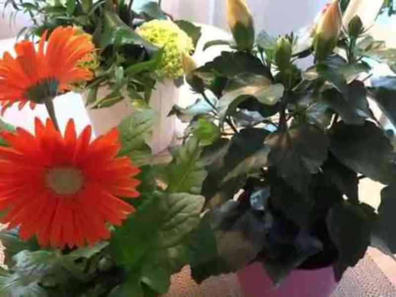 Cvatuća gerbera Gerbera u loncu