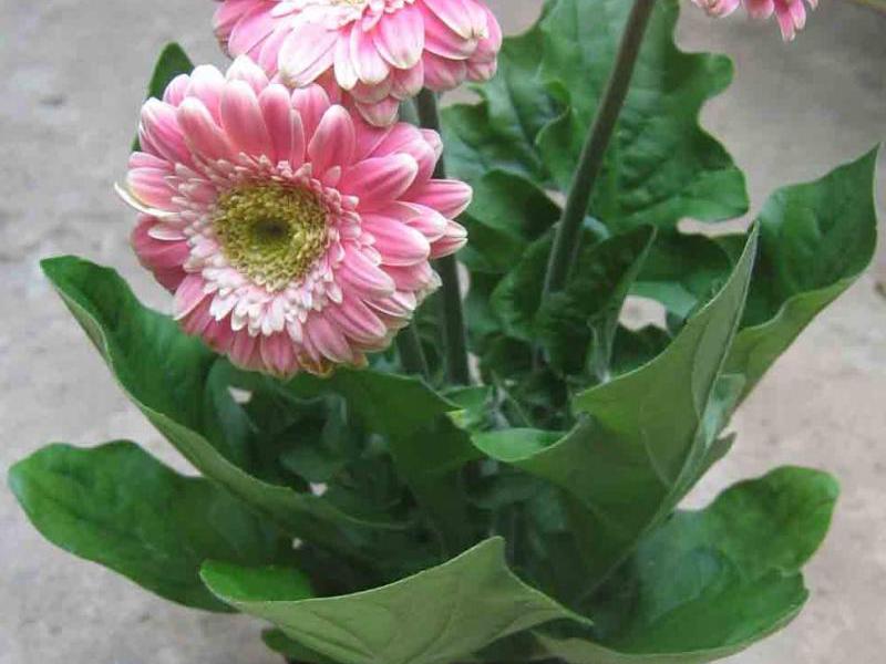 Značajke cvijeta i njegovi vanjski znakovi Kućna gerbera i briga za nju