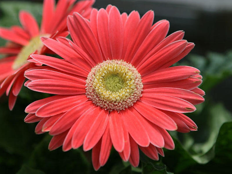 Cvijet gerbera Opis cvijeta gerbera