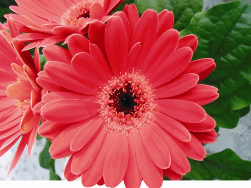 Gerbera zatvorena Gerbera zatvorena
